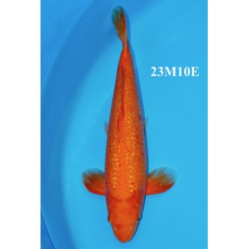 Nisai Orange Ginrin Mâle 41 cm de chez Maruhiro ref 23M10E