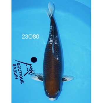 CARPE KOI SANSAI MATSUKAWABAKE FEMELLE HQ 62 CM DE CHEZ OOFUCHI REF 23O80