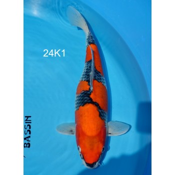 CARPE KOI SANSAI GOSHIKI FEMELLE HQ 47 CM DE CHEZ KANNO REF 24K1