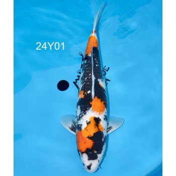 CARPE KOI SMALL SANSAI SHOWA GINRIN FEMELLE VHQ 54 CM DE CHEZ YAGENJI REF 24Y01