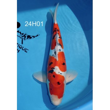 CARPE KOI SANSAI DOITSU SANKE MALE VHQ 50 CM DE CHEZ HIROI REF 24H01