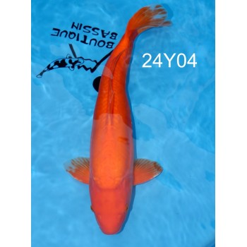 KOI SANSAI DOITSU BENIGOI MALE VHQ 50 CM DE CHEZ YAGENJI REF 24Y04