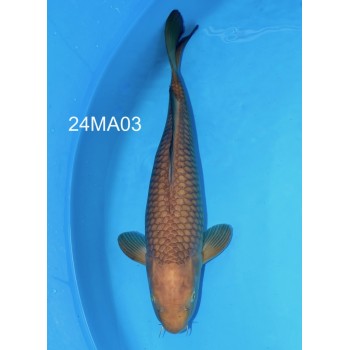 KOI CHAGOI BROWN FEMELLE VHQ 45 CM DE CHEZ MARUDO REF 24MA03