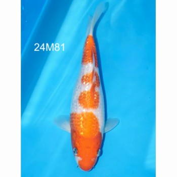 CARPE KOI TOSAI KOHAKU HQ GINRIN FEMELLE 28 CM DE CHEZ MARUHIRO REF 24M81