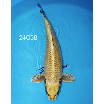 CARPE KOI NISAI MUKASHI FEMELLE 60 CM DE CHEZ CHOGORO REF 24C38