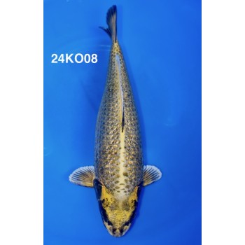 NISAI SUMIBUKI VHQ 45/47CM DE CHEZ KOBAYASHI REF 24KO08