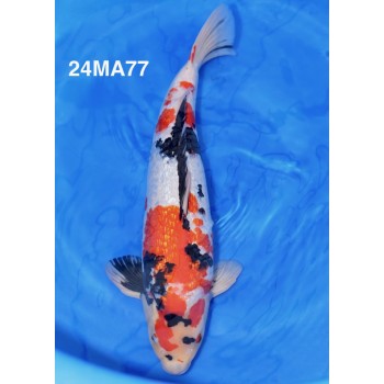 NISAI SHOWA GINRIN HQ 48 CM DE CHEZ MARISHIN REF 24MA77