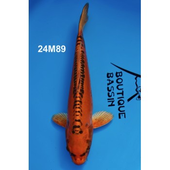 CARPE KOI NISAI MIZUHO OGON FEMELLE 43 CM DE CHEZ MARUSEI REF 24M89