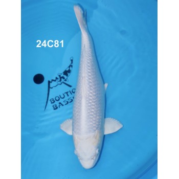 NISAI PURACHINA VHQ 49 CM DE CHEZ CHOGORO REF 24C81