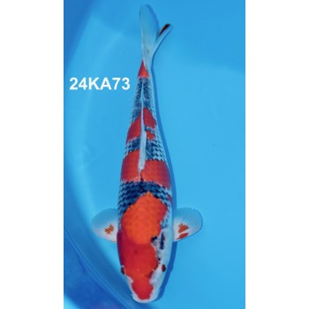 NISAI GOSHIKI FEMELLE VHQ 45 CM DE CHEZ KANNO REF 24KA73