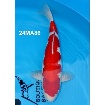 CARPE KOI NISAI KOHAKU 46 CM DE CHEZ MARUHIRO REF 24MA86