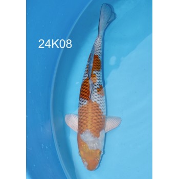 CARPE KOI NISAI OCHIBA SHIGURE 43 CM DE CHEZ KOSHIJI REF 24K08