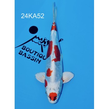 NISAI BENI KIKOKURYU VHQ 40 CM DE CHEZ KANNO REF 24KA52