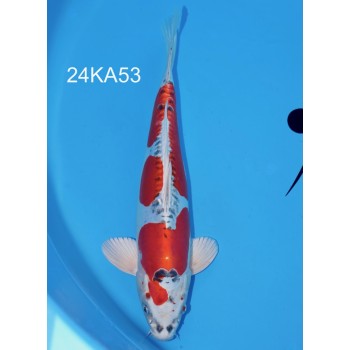 NISAI BENI KIKOKURYU VHQ 42 CM DE CHEZ KANNO REF 24KA53