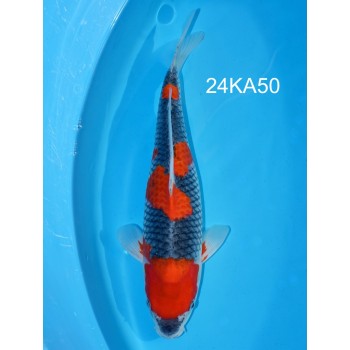 NISAI GOSHIKI FEMELLE HQ 38 CM DE CHEZ KANNO REF 24KA50