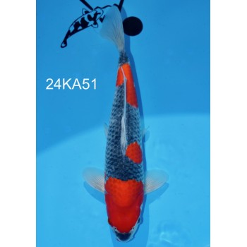 NISAI GOSHIKI FEMELLE VHQ 37 CM DE CHEZ KANNO REF 24KA51