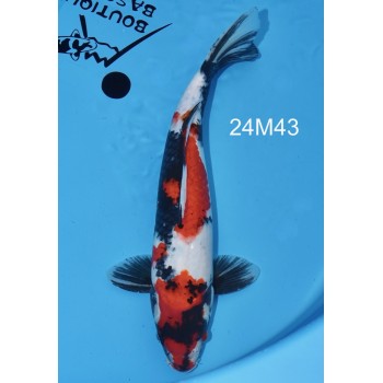 NISAI SHOWA SELECTION MALE 44 CM DE CHEZ MARUSEI REF 24M43