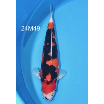 NISAI SHOWA MALE HQ 46 CM DE CHEZ MARUSEI REF 24M49