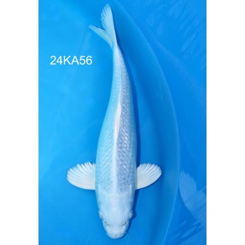 NISAI PURASHINA HQ 40 CM DE CHEZ KANNO REF 24KA56