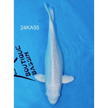 NISAI PURASHINA FEMELLE HQ 39 CM DE CHEZ KANNO REF 24KA55