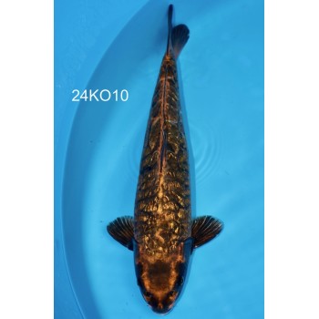 NISAI ARAGOKE BIG SCALES VHQ 47CM DE CHEZ KOBAYASHI REF 24KO10