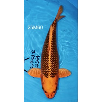 SANSAI KIN MATSUBA FEMELLE HQ 52 CM DE CHEZ MARUHIRO REF 25M60