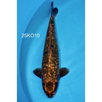 SANSAI ARAGOKE BIG SCALES MALE VHQ 50CM +- DE CHEZ KOBAYASHI REF  25KO10