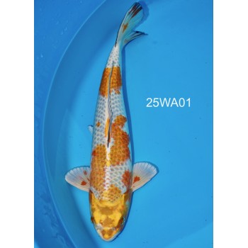 NISAI KIRIN FEMELLE VHQ 53 CM DE CHEZ WADA REF 25WA01