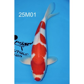 SANSAI KOHAKU MALE VHQ 55 CM DE CHEZ MARUDO REF 25M01
