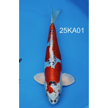 SANSAI BENI KIKOKURYU VHQ MALE 45CM DE CHEZ KANNO REF 25KA01