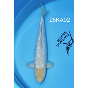 SANSAI SORAGOI GINRIN FEMELLE 56CM HQ DE CHEZ KANNO REF 25KA02