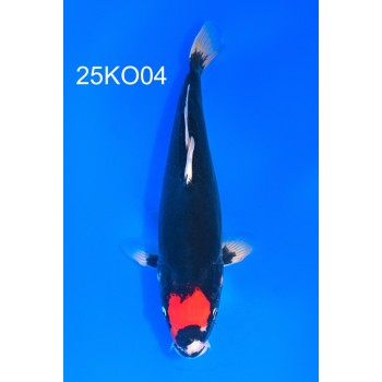 NISAI TANCHO BENI KUMONRYU FEMELLE 35CM HQ DE CHEZ KODA REF 25KO04