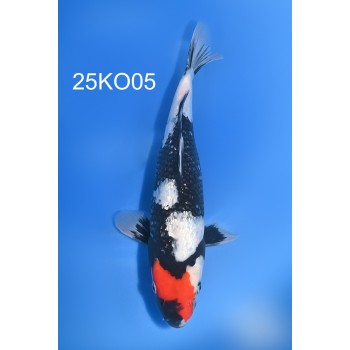 NISAI GINRIN TANCHO SHOWA FEMELLE 37CM VHQ DE CHEZ KODA REF 25KO05