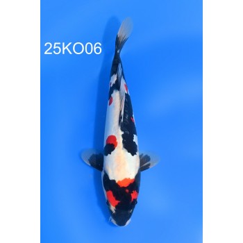 NISAI DOITSU MARUTEN SHOWA MALE 32CM HQ DE CHEZ KODA REF 25KO06