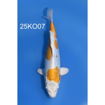 NISAI DOITSU HARIWAKE FEMELLE 35CM VHQ DE CHEZ KODA REF 25KO07