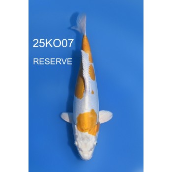 NISAI DOITSU HARIWAKE FEMELLE 35CM VHQ DE CHEZ KODA REF 25KO07