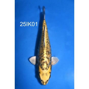 NISAI ARAGOKE YELLOW DRAGON BIG SCALES 38CM FEMELLE DE CHEZ IKARASHI OZUMI REF 25IK01