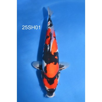 NISAI DOITSU SHOWA HQ 40/45CM DE CHEZ SHINODA REF 25SH01