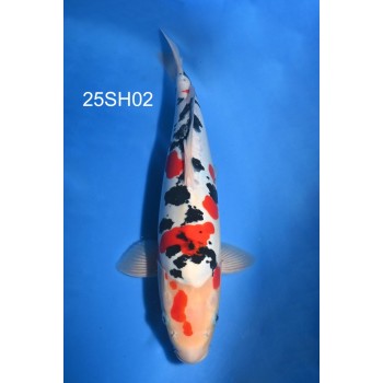 NISAI DOITSU SANKE HQ 40/45CM DE CHEZ SHINODA REF 25SH02