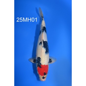 NISAI TANCHO SHOWA MALE VHQ 44CM DE CHEZ MARUHIRO REF 25MH01