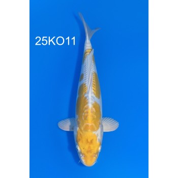 NISAI DOITSU HARIWAKE MALE 31CM HQ DE CHEZ KODA REF 25KO11