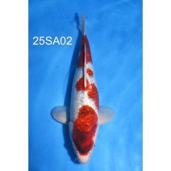NISAI AI GOROMO 40/45CM MALE HQ DE CHEZ SAKAZUME REF 25SA02