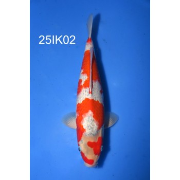NISAI GOSHIKI MALE 39CM HQ DE CHEZ IKARASHI REF 25IK02