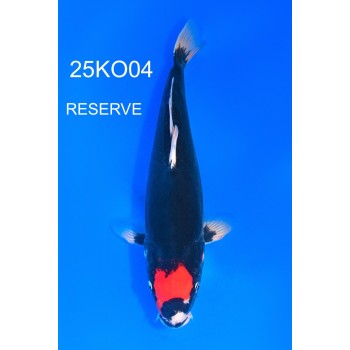 NISAI TANCHO BENI KUMONRYU FEMELLE 35CM HQ DE CHEZ KODA REF 25KO04