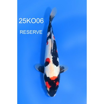 NISAI DOITSU MARUTEN SHOWA MALE 32CM HQ DE CHEZ KODA REF 25KO06