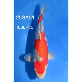 NISAI GOSHIKI GINRIN 35/40CM VHQ DE CHEZ SAKAZUME REF 25SA01