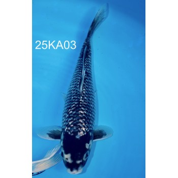 NISAI MATSUKAWABAKE GINRIN VHQ 40CM+- DE CHEZ KANNO REF 25KA03