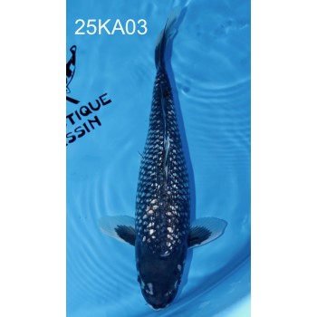 NISAI MATSUKAWABAKE GINRIN FEMELLE VHQ 45CM DE CHEZ KANNO REF 25KA03