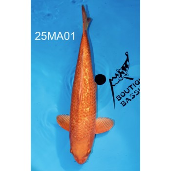 NISAI ORANGE GINRIN MALE 49CM HQ DE CHEZ MARUHIRO REF25MA01