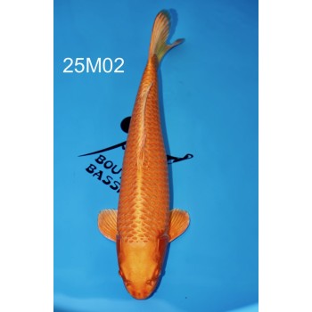 NISAI ORANGE REVERS FEMELLE 53CM VHQ DE CHEZ MARUHIRO REF 25M02